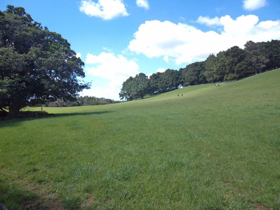 RE/MAX New Zealand > Home